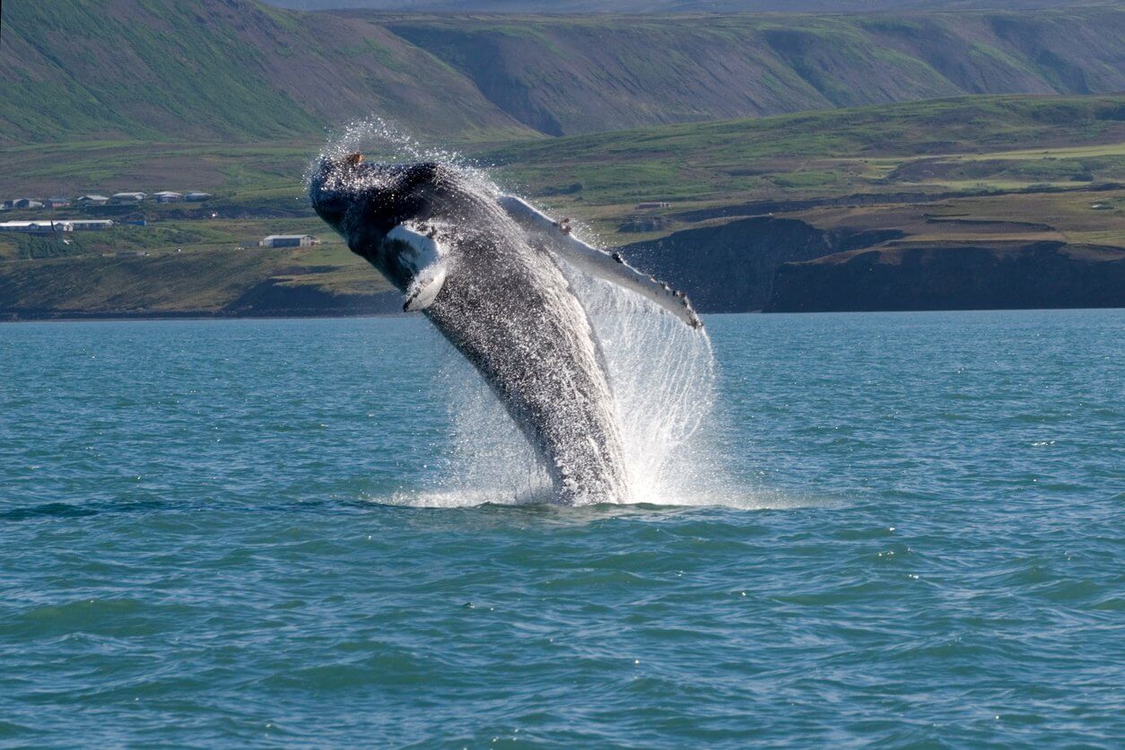 baleine islande