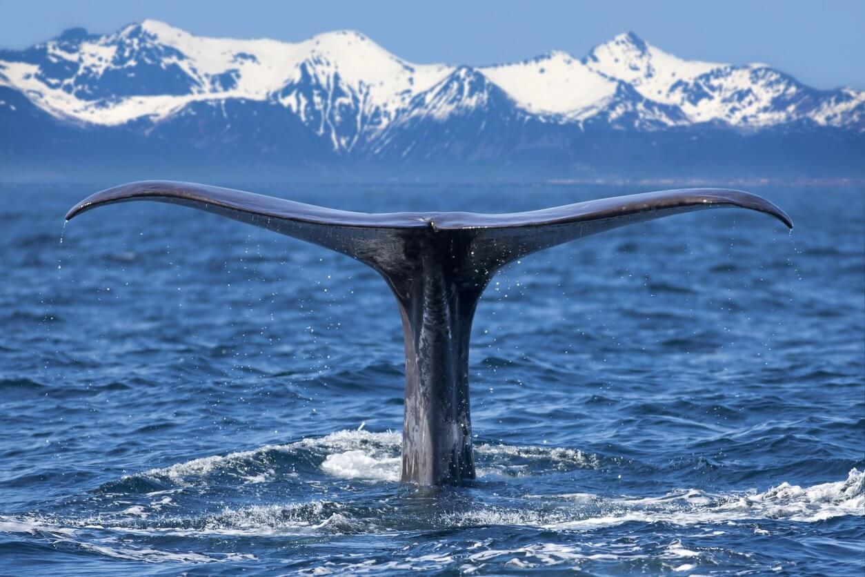 baleine lofoten