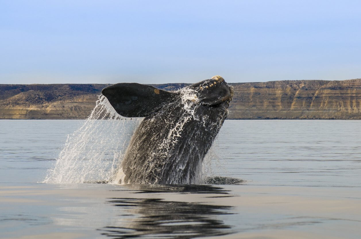 baleine noire meridionale patagonie
