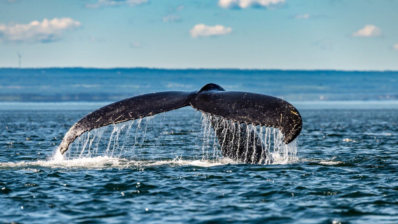 Cahier pointillé  baleine phare — Ma Zone Québec