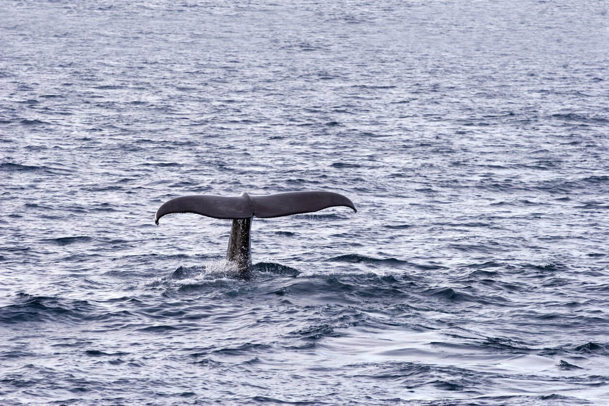 baleine resolute