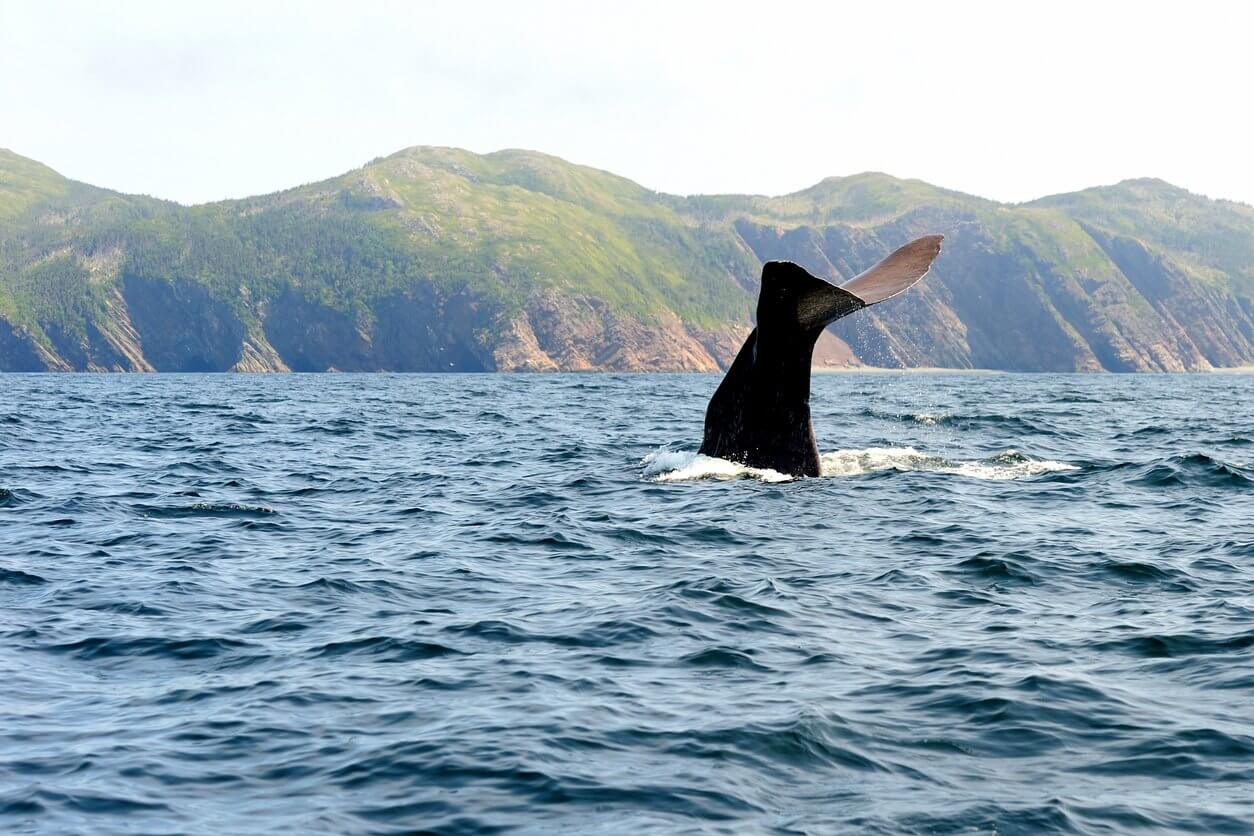 baleine trinity bay canada