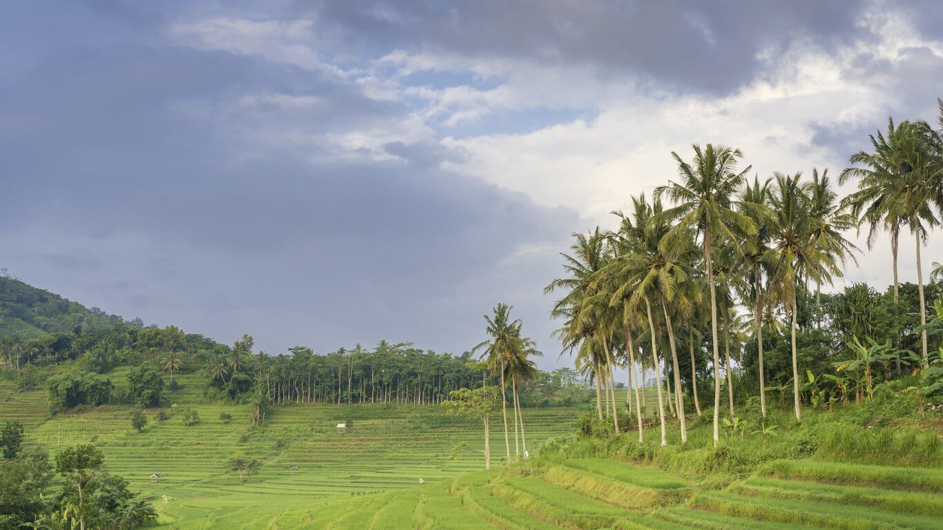 bali riziere saison des pluies