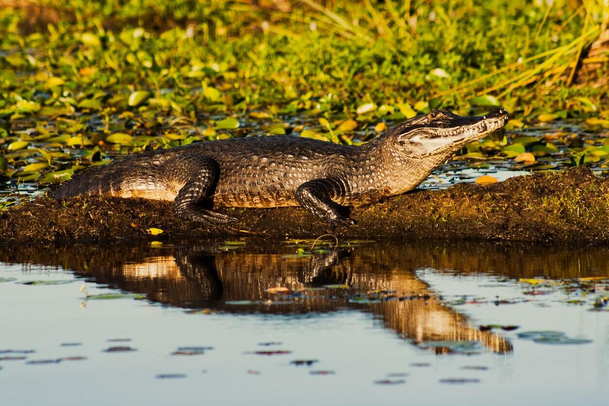 caiman latirostris