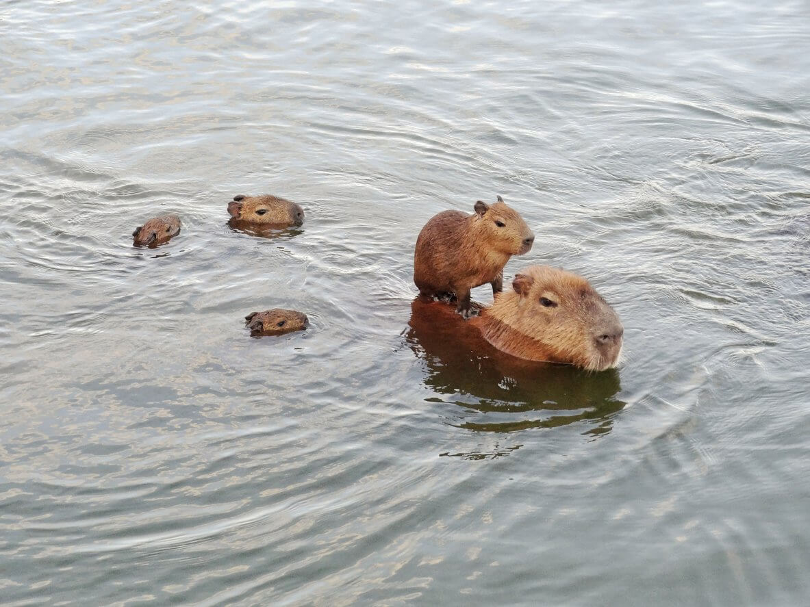 capybara