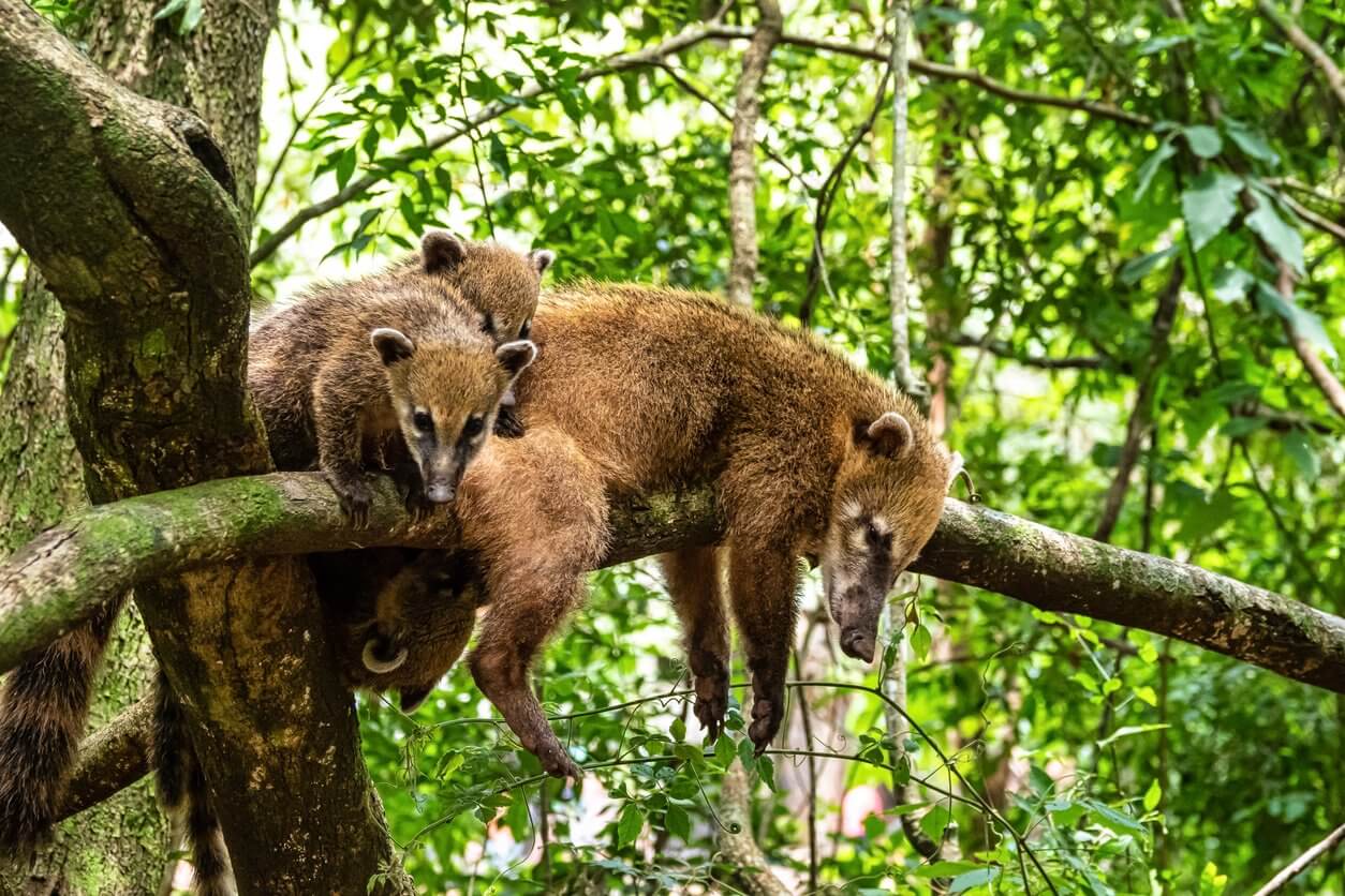 coati