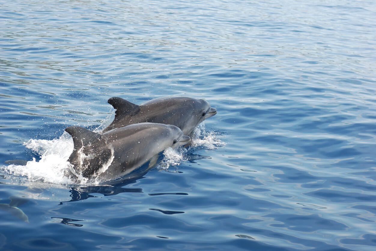 deux dauphins en corse