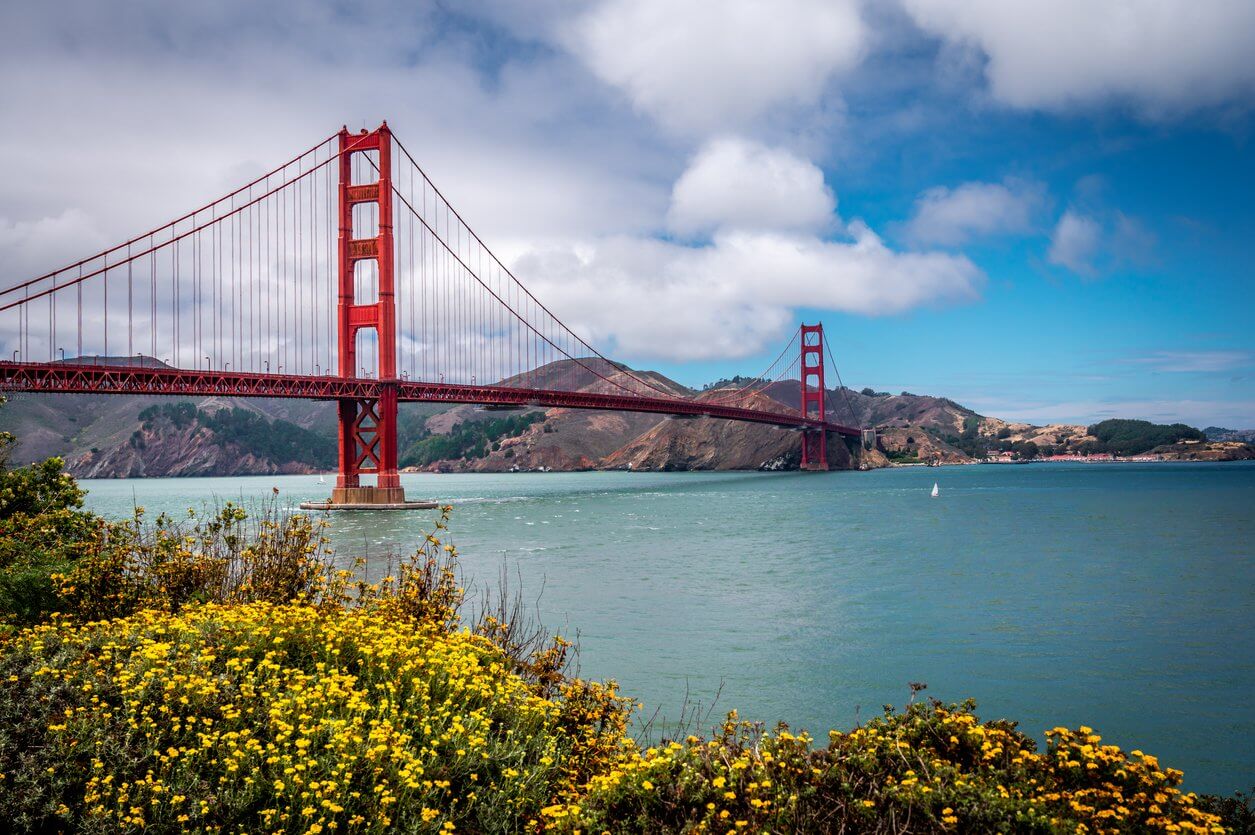 golden gate bridge et fleurs jaunes