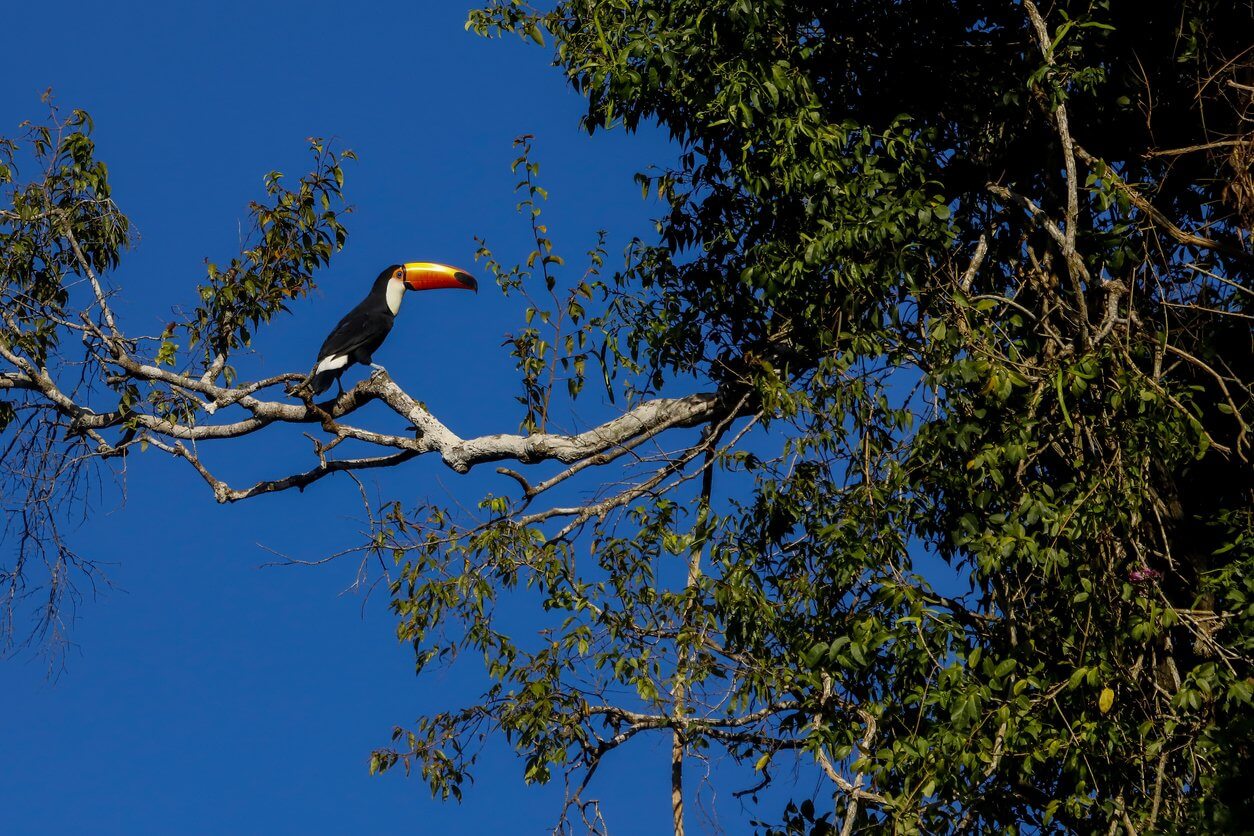 le toucan toco dans le parc national diguazu