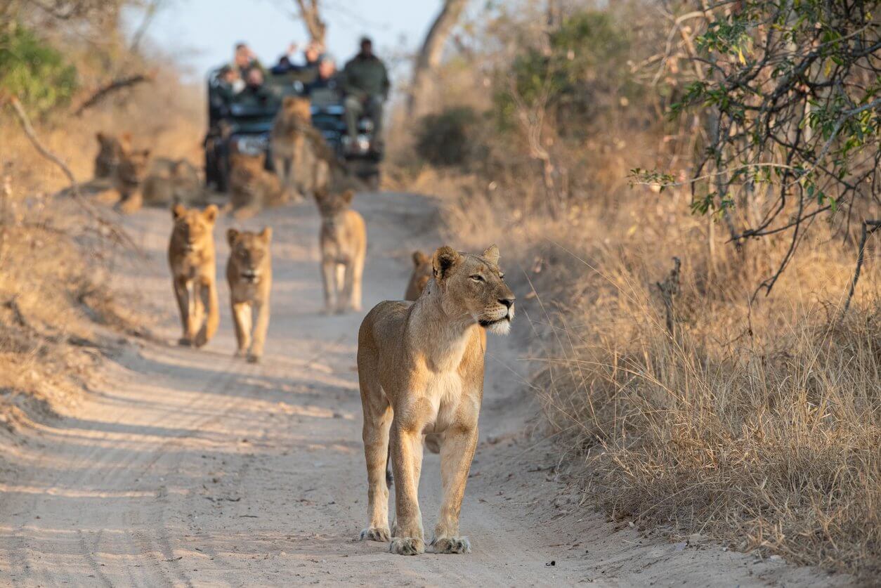 lions vus sur safari