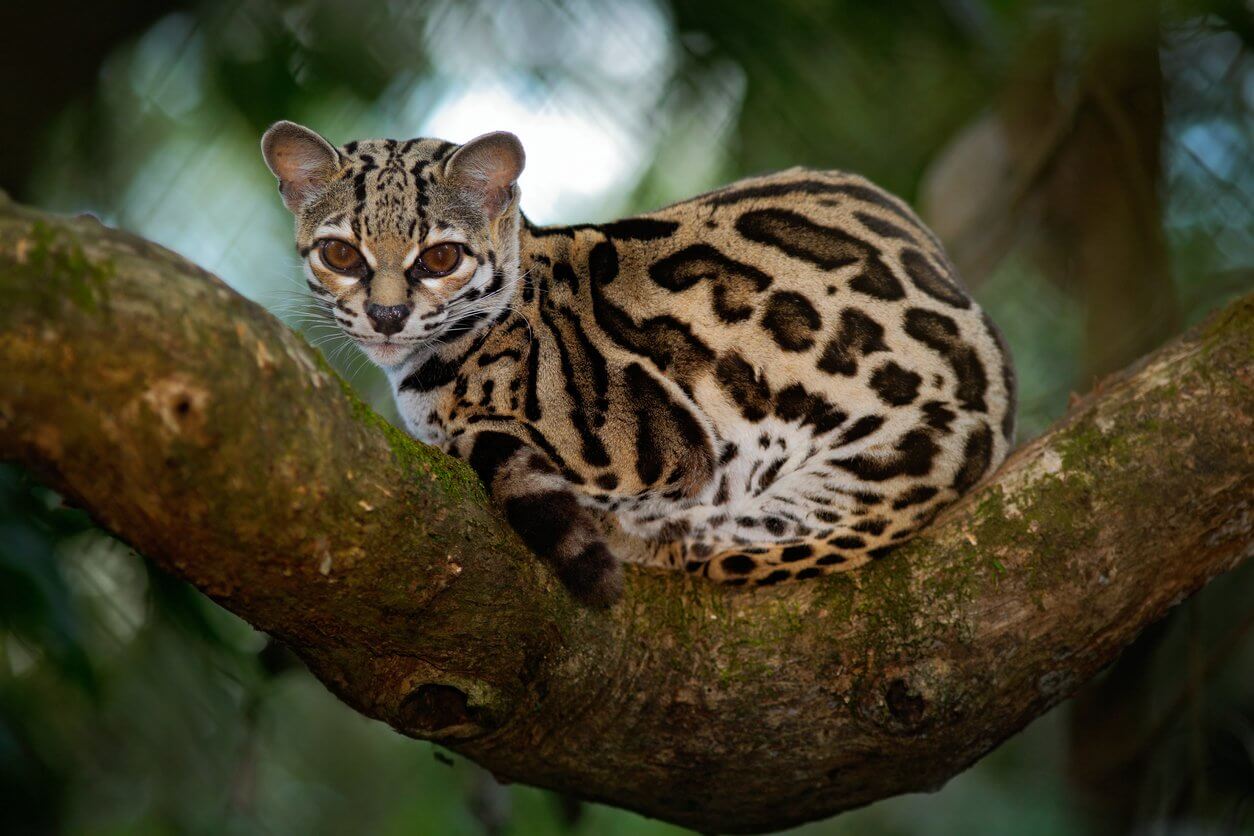 margay leopardis wiedii