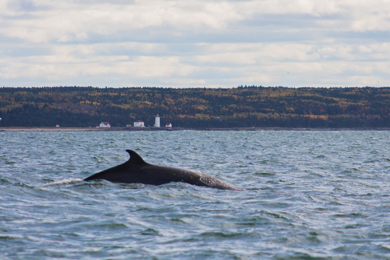 observation des baleines a tadoussac