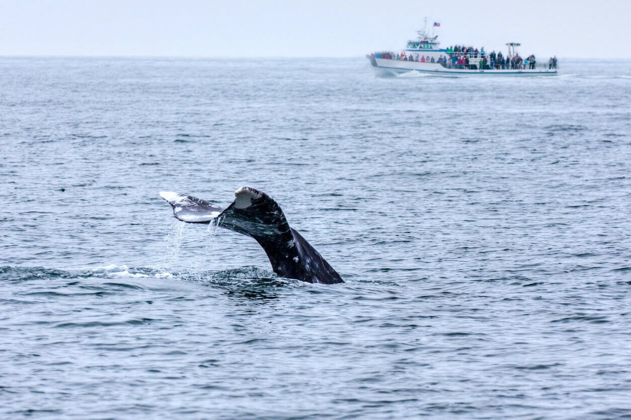 observation des baleines en californie du sud