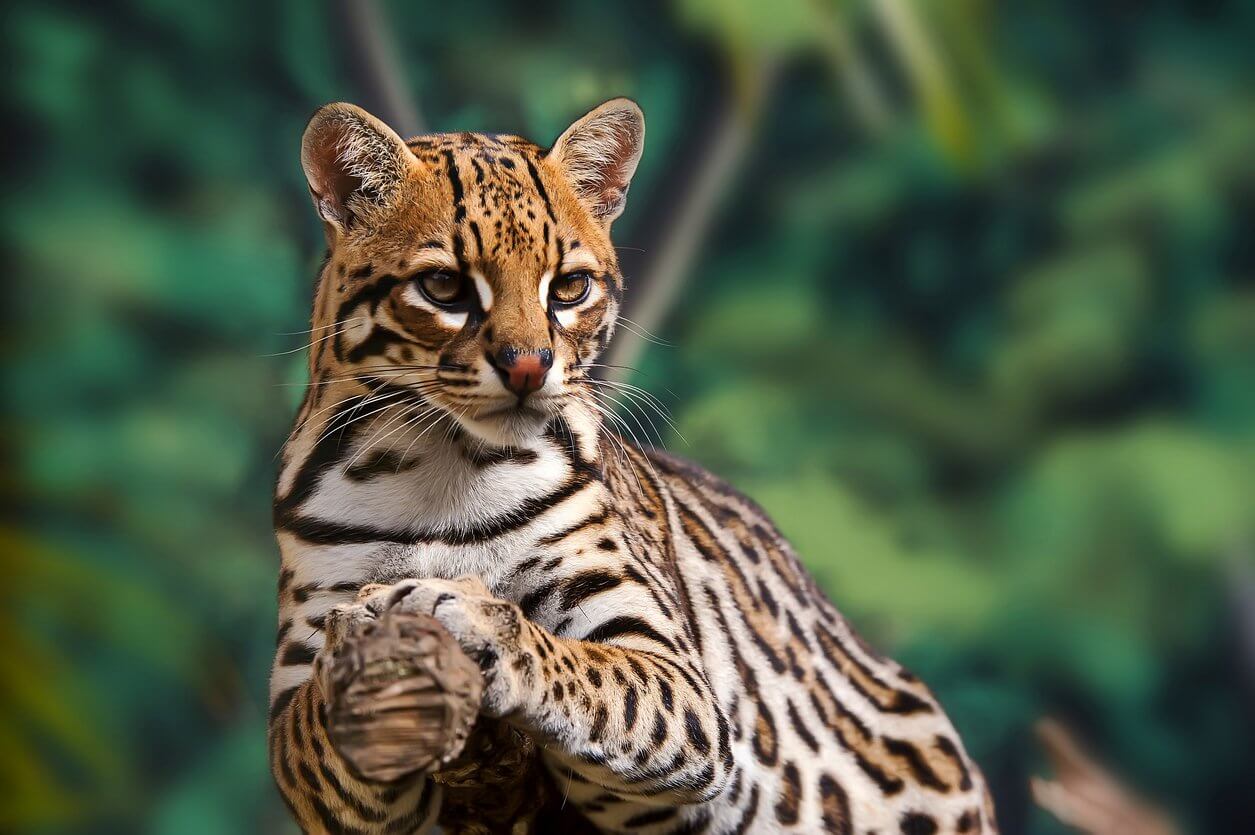 ocelot