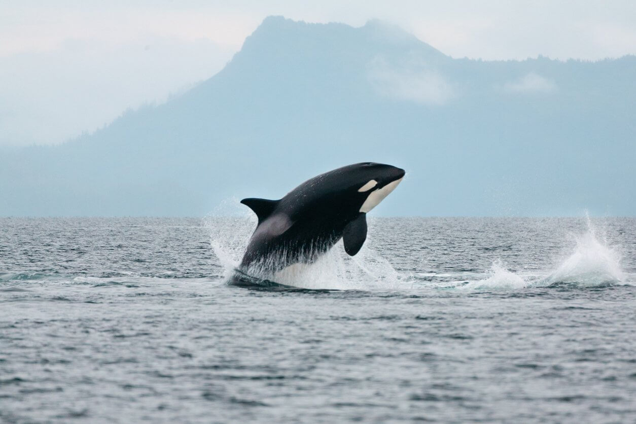orque sauteuse dans le detroit du prince william alaska