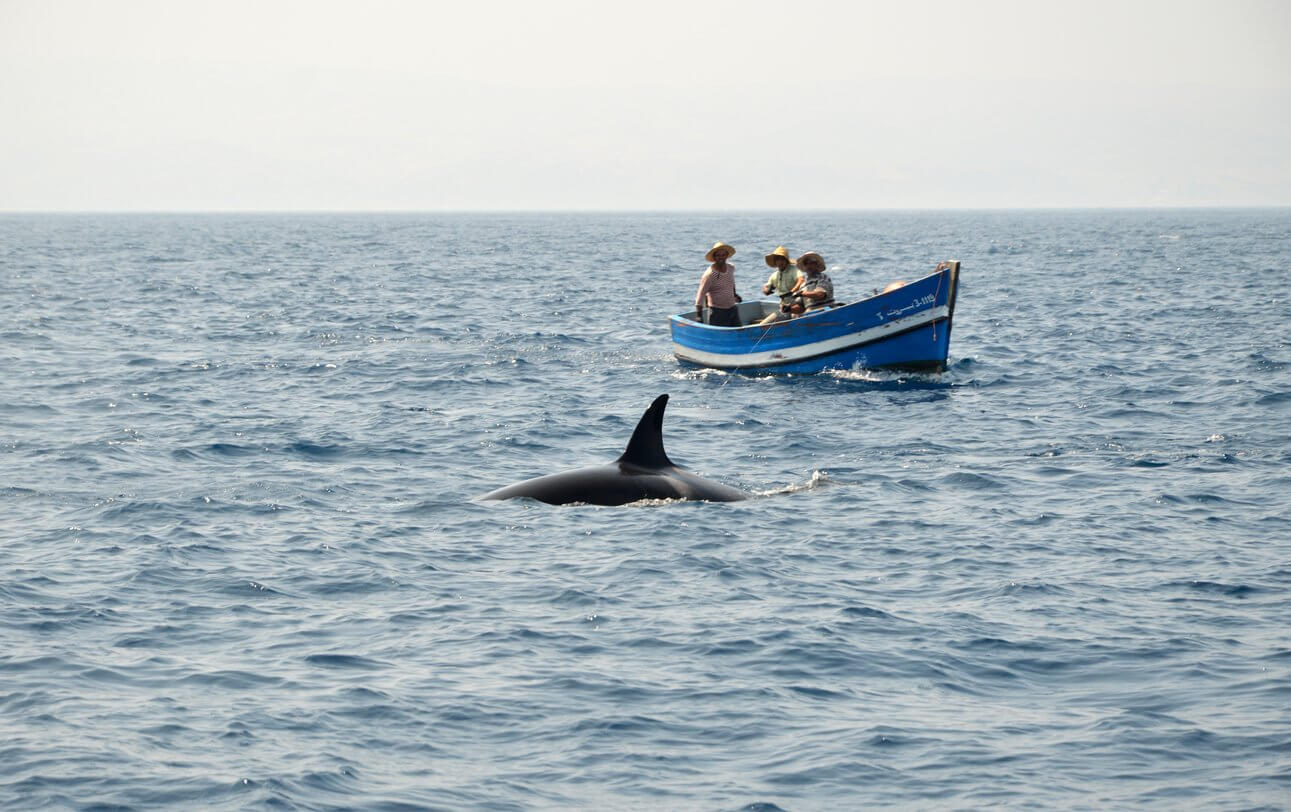 orques dans le detroit de gibraltar
