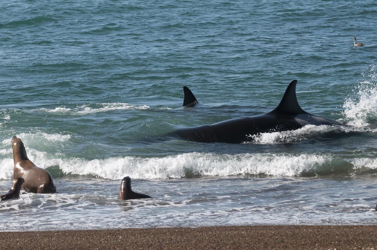 orques patrouillant le rivage avec un groupe dotaries au premier plan peninsula valdes