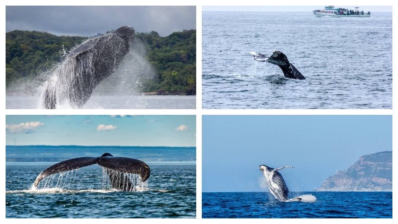 ou voir des baleines dans le monde