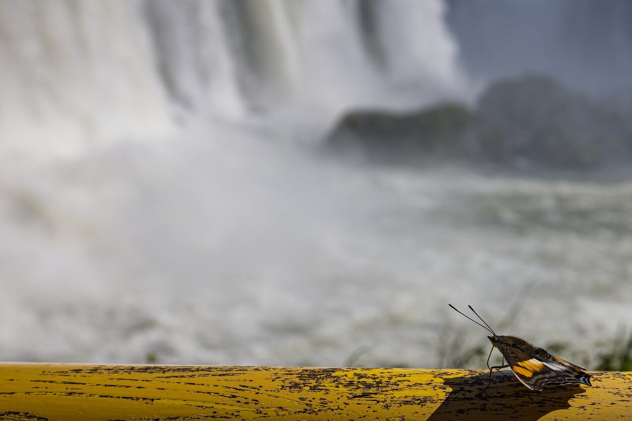 papillon devant les cascades diguacu