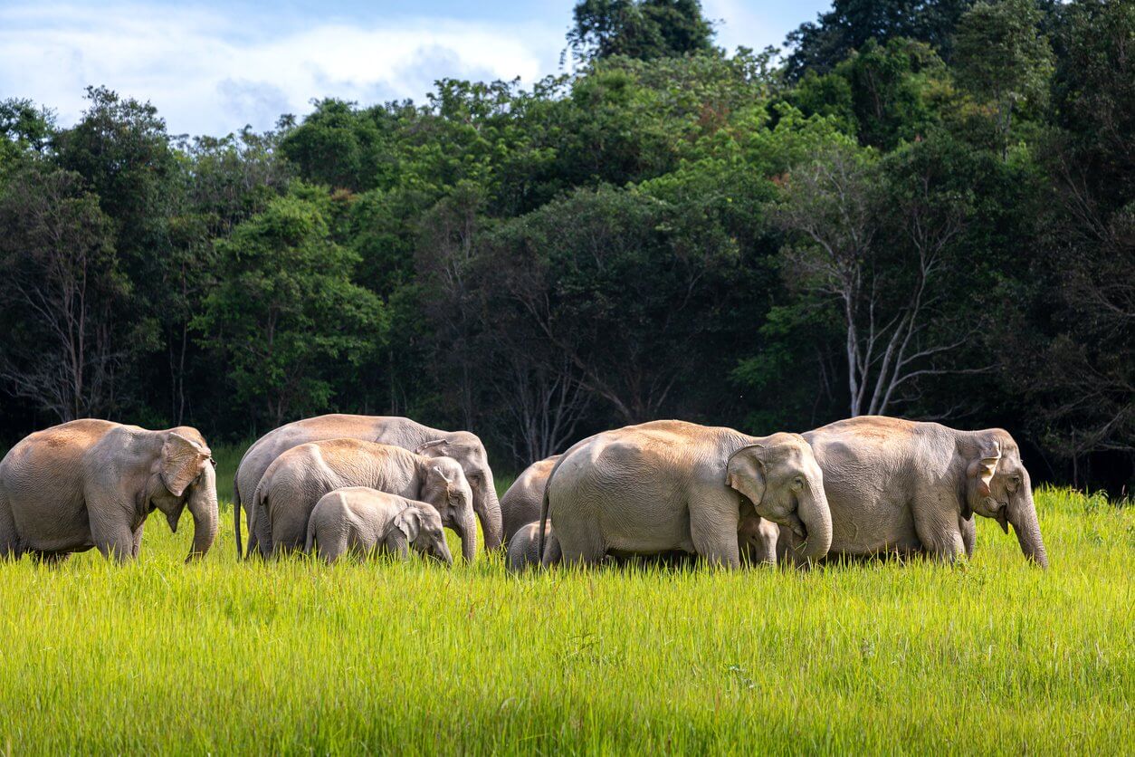 parc national de khao yai