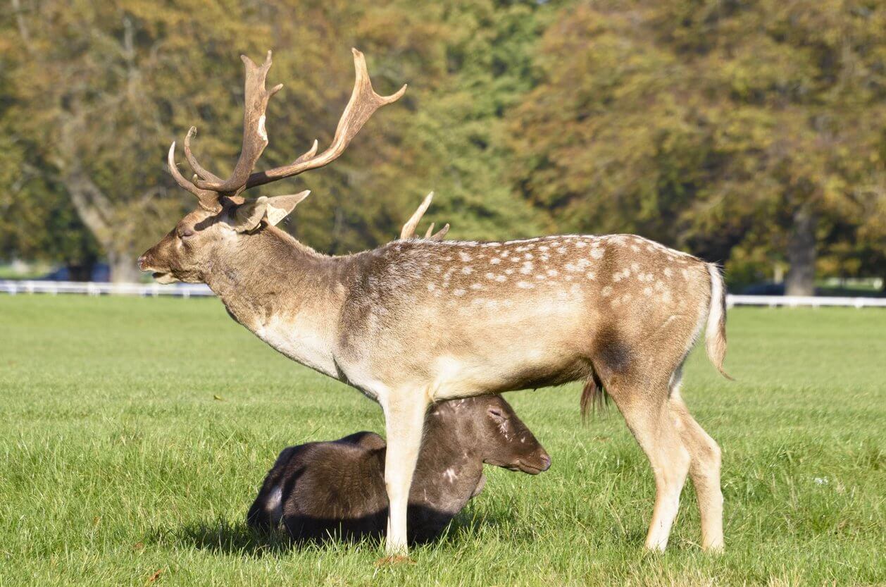 phoenix park a dublin