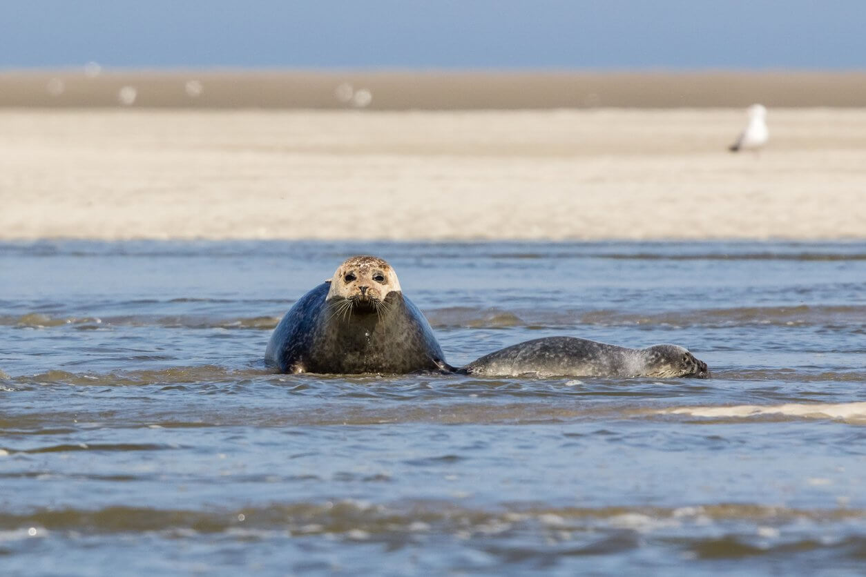 phoques en baie de somme