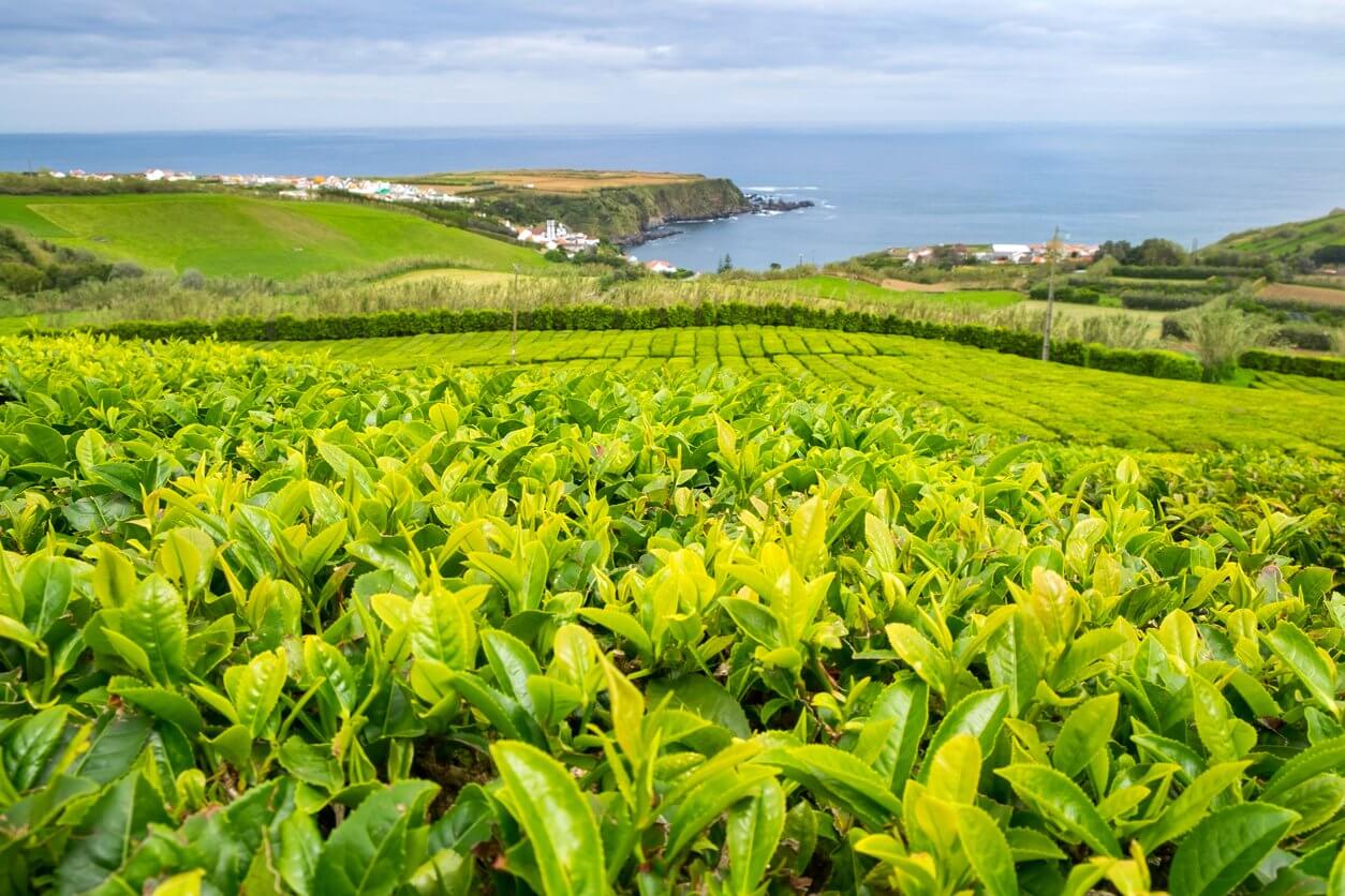 plantation de the a porto formoso sur la cote nord de lile de sao miguel