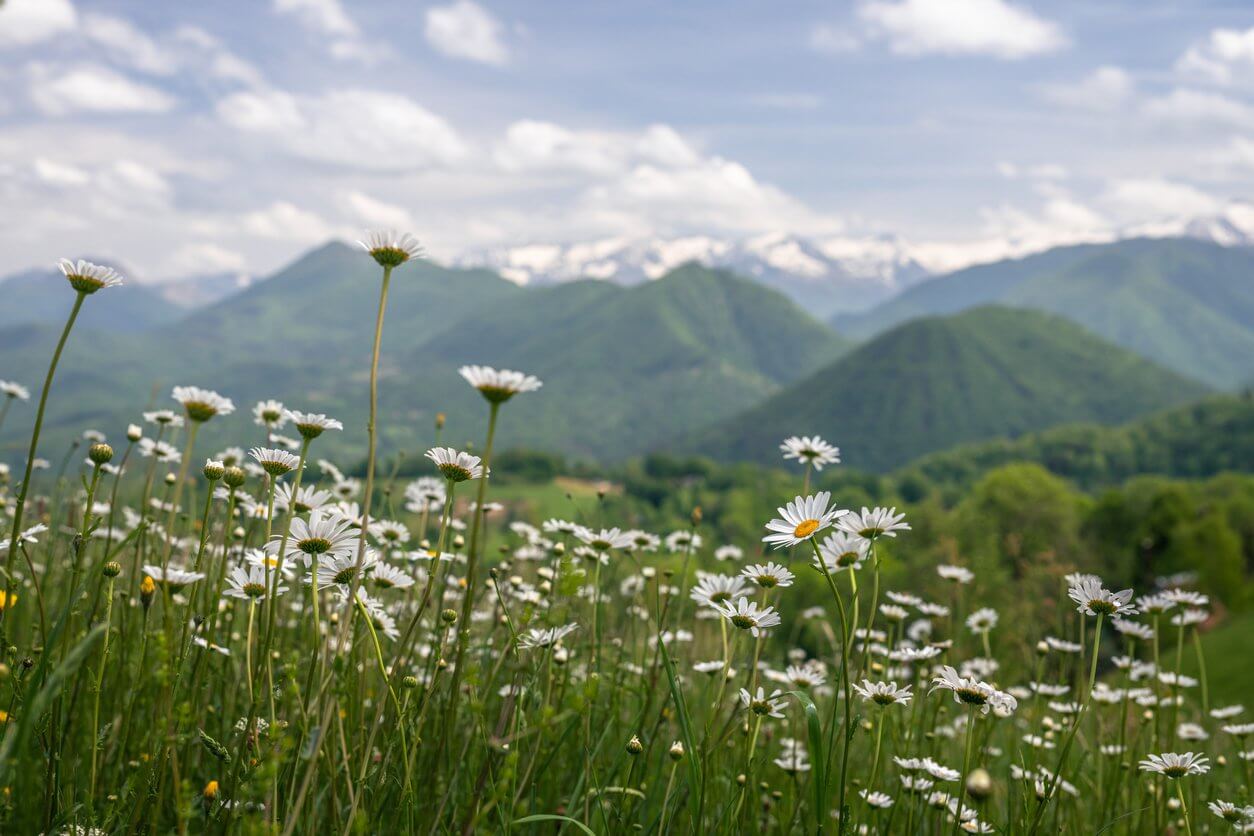 pyrenees