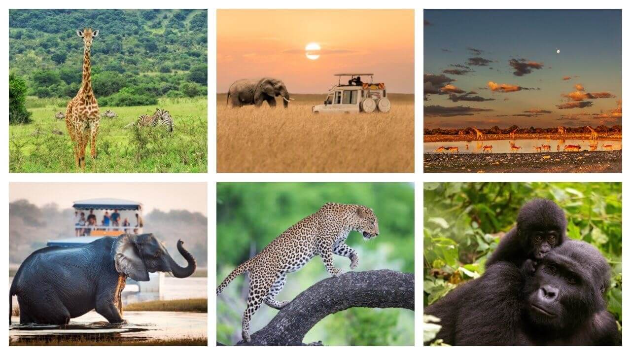 safari en afrique