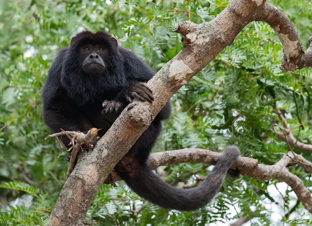 singe hurleur noir alouatta caraya bresil