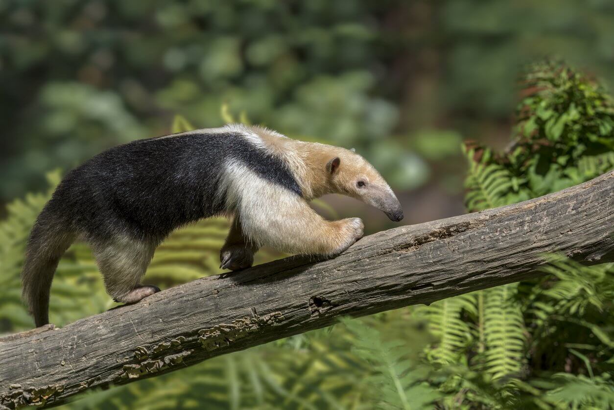 tanderua tetradactyla fourmilier