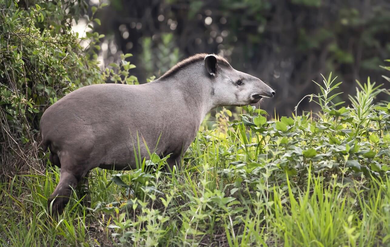 tapir du bresil