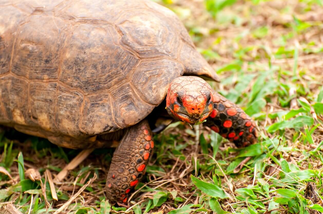 tortue rouge jabuti piranga chelonoidis carbonaria au bresil