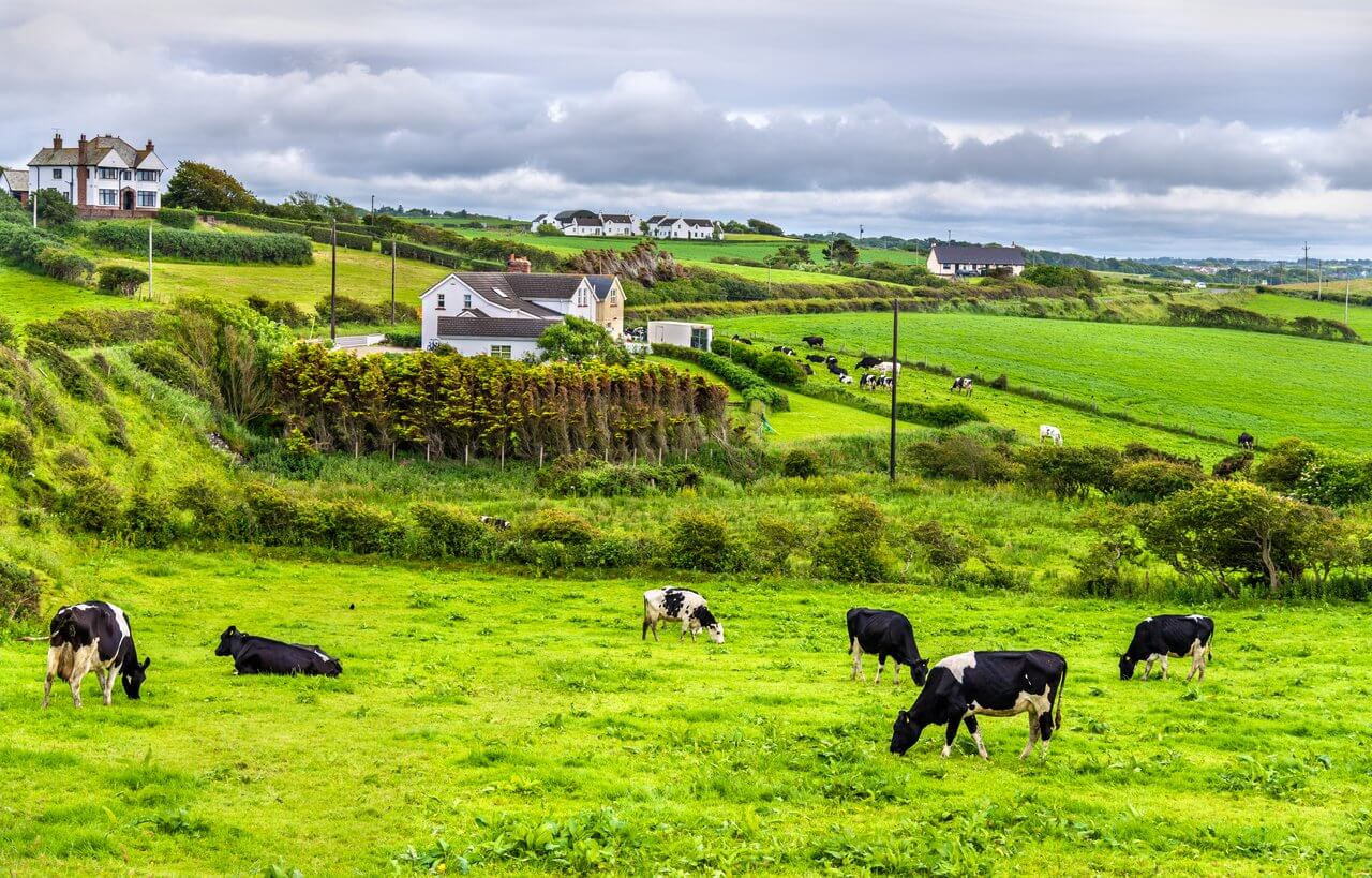 troupeau de vaches de paturage dans le comte dantrim