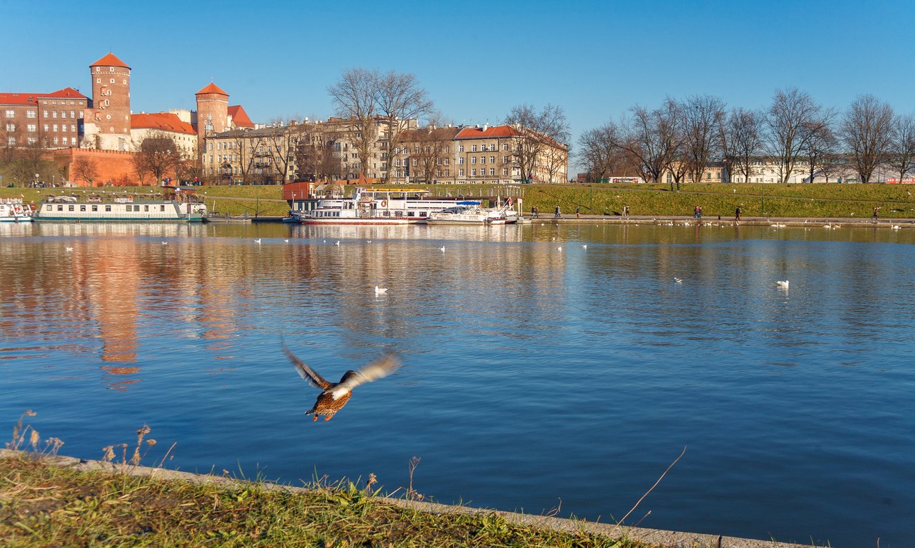 duck takes off from the riverbank near the wawel castle in krakow