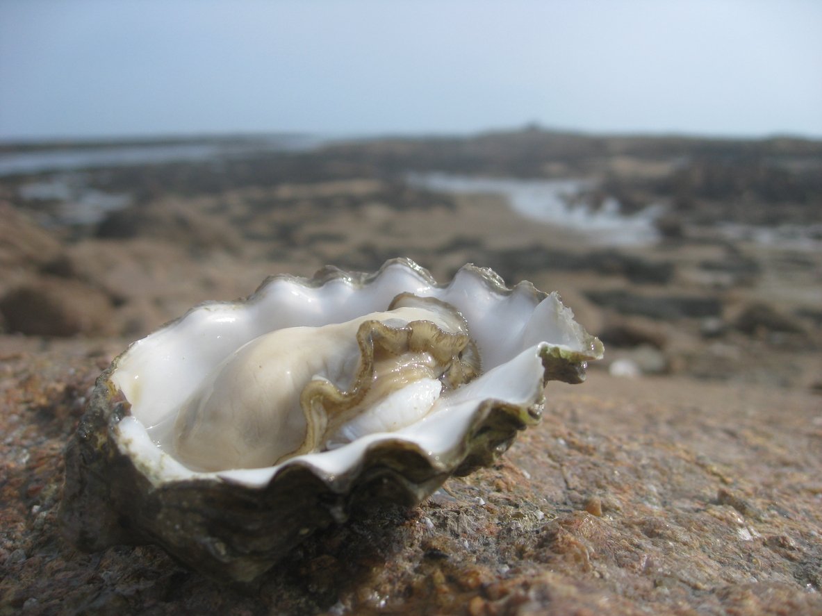 Oyster on Rock