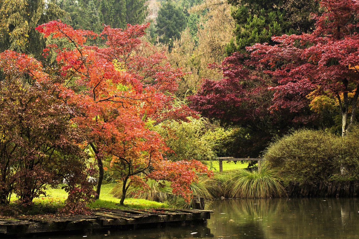 Autuynnal landscape