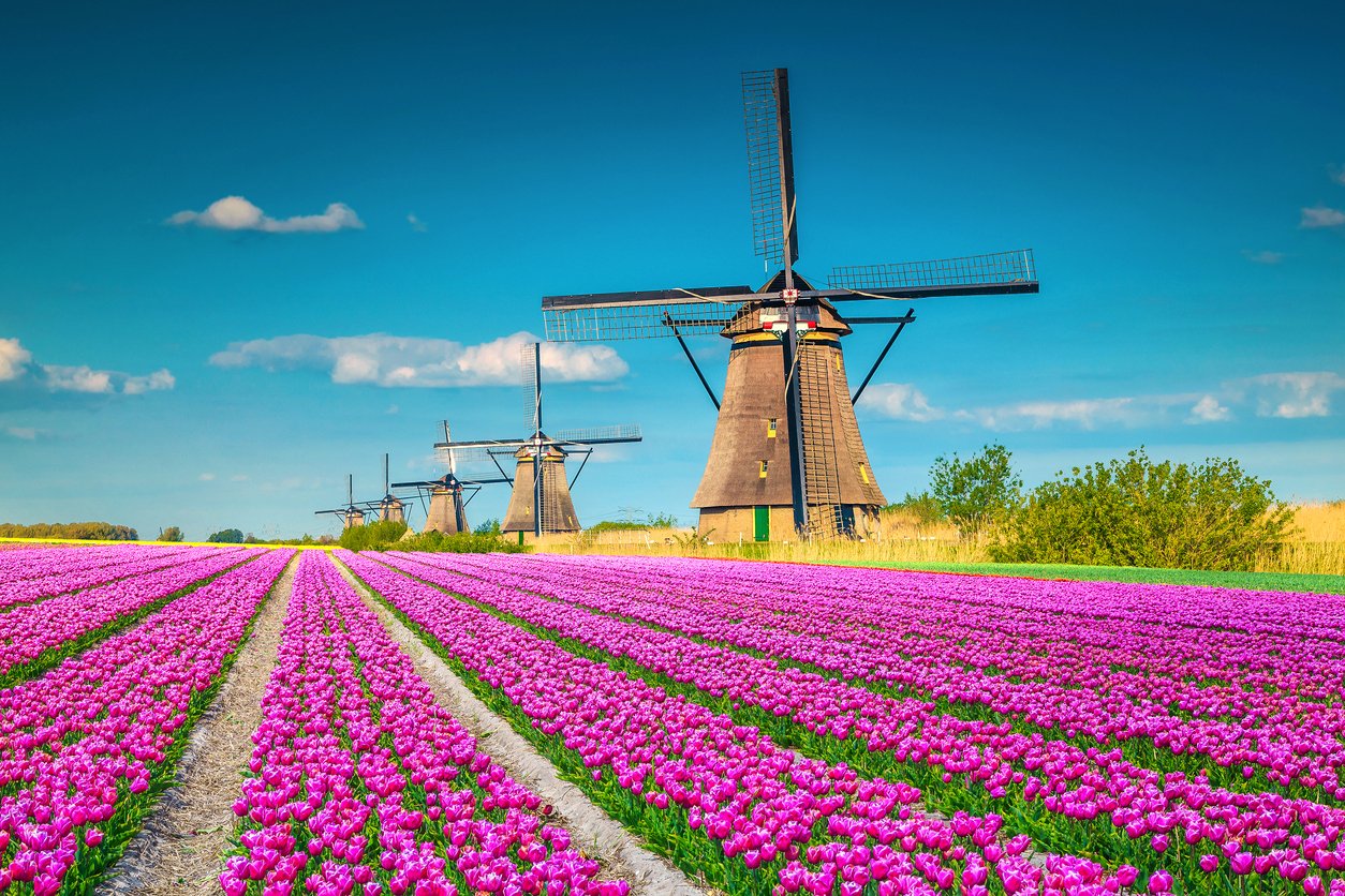 Amazing tulip fields and wooden windmills in background, Kinderdijk, Netherlands