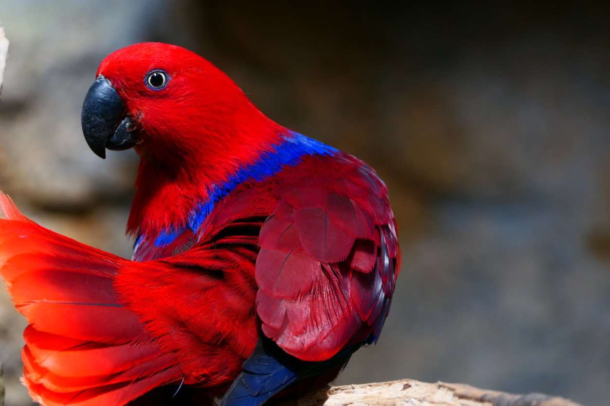 Female Eclectus, Butterfly Park, Catalonia
