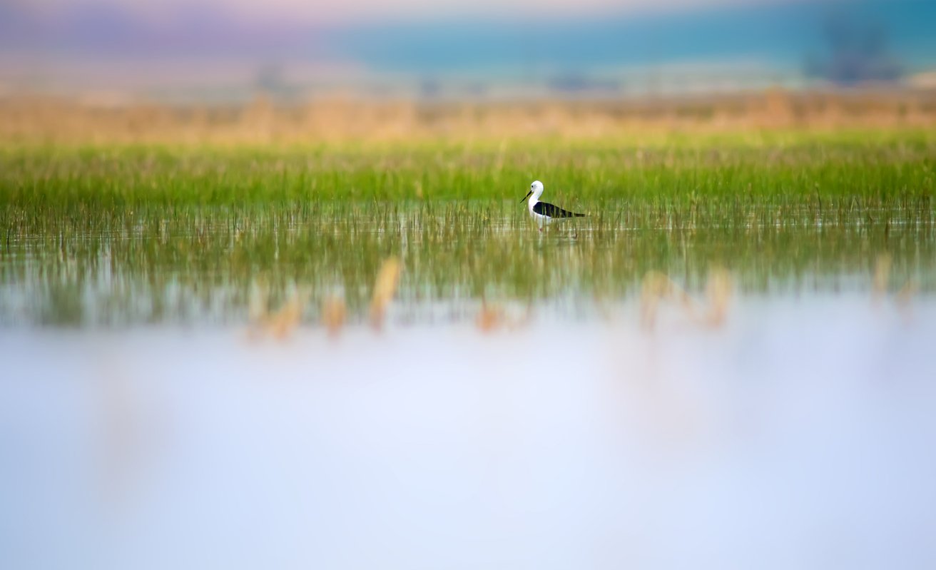 Nature and bird. Water nature background. Common water bird: Black winged Stilt. Himantopus himantopus.