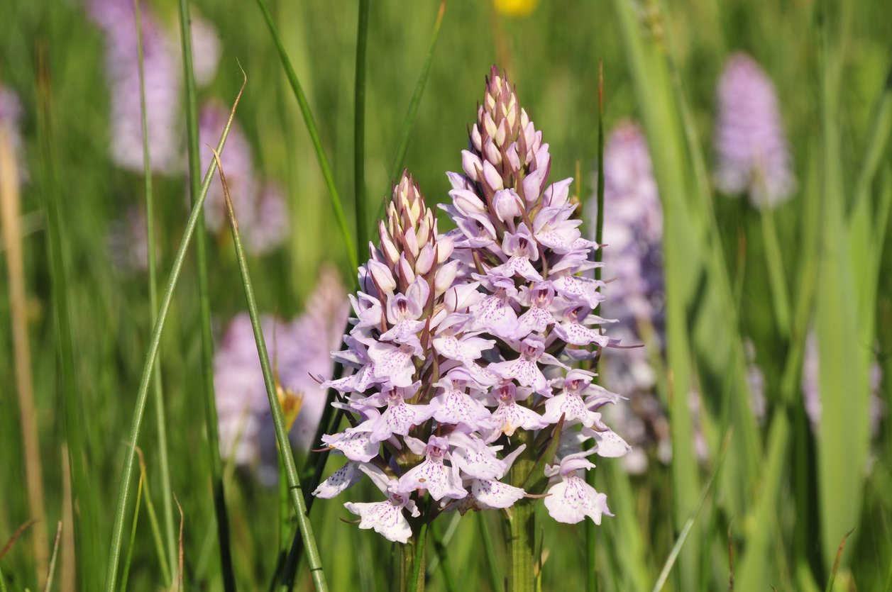 Spotted Orchid,Jersey.