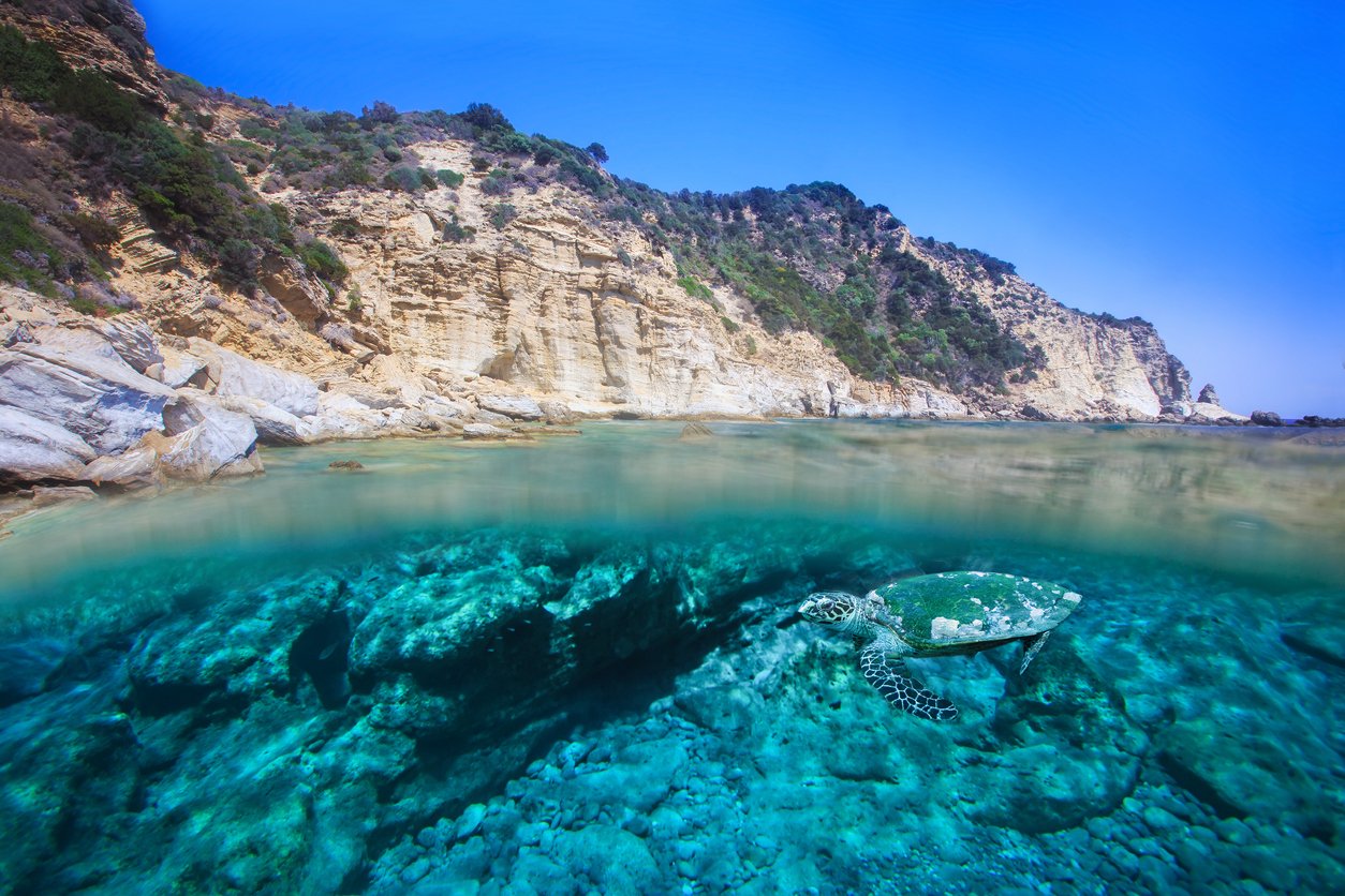 Turtle at zakynthos