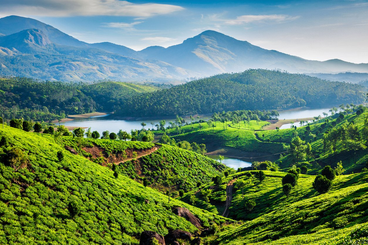Tea plantations and river in hills. Kerala, India