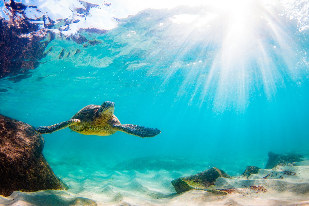 Beautiful Hawaiian Green Sea Turtle