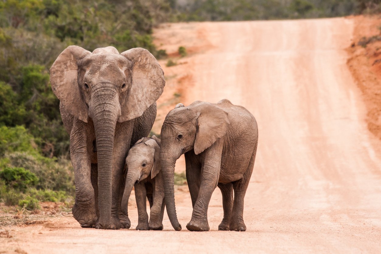 Addo Elephant National Park