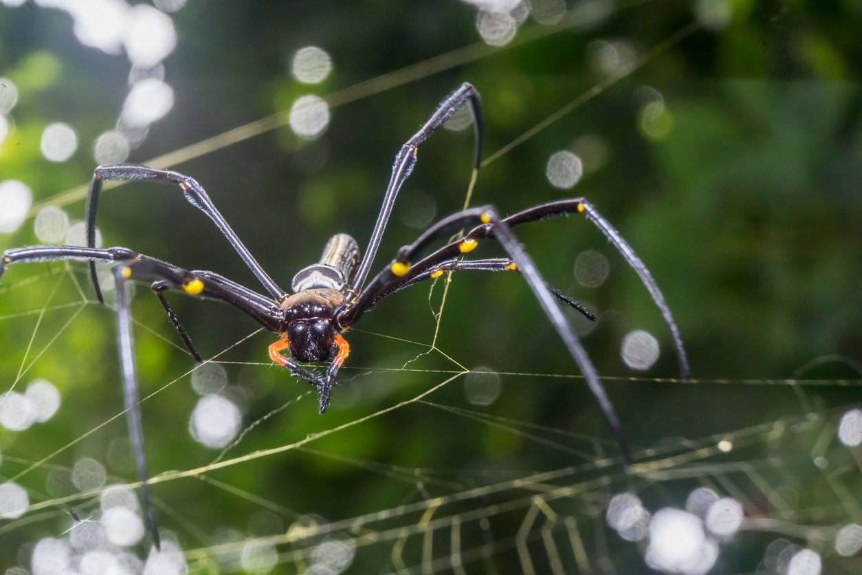 Araignée Nephila pilipes