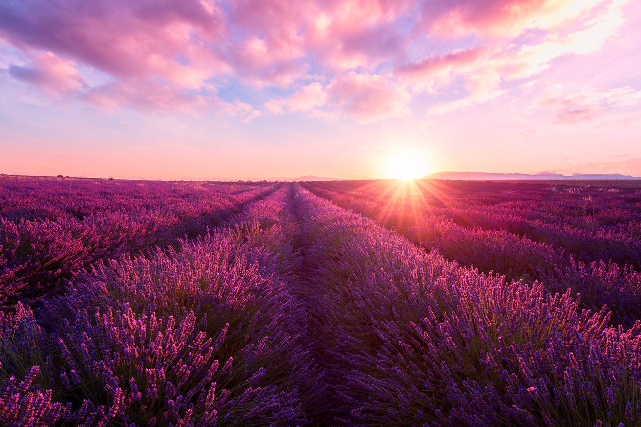 Champ de lavande au coucher du soleil, Provence