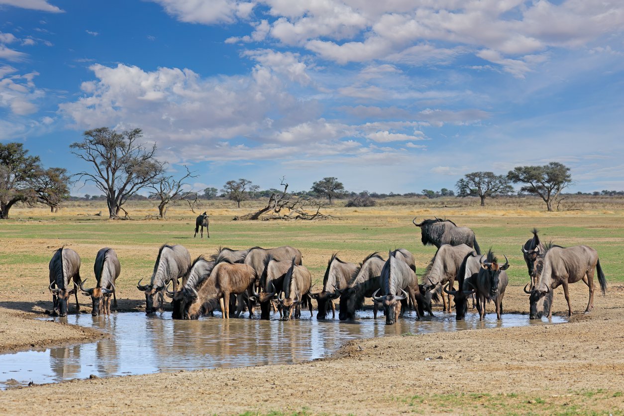 Gnou bleu (Connochaetes taurinus) buvant à un point d’eau, désert du Kalahari, Afrique du Sud