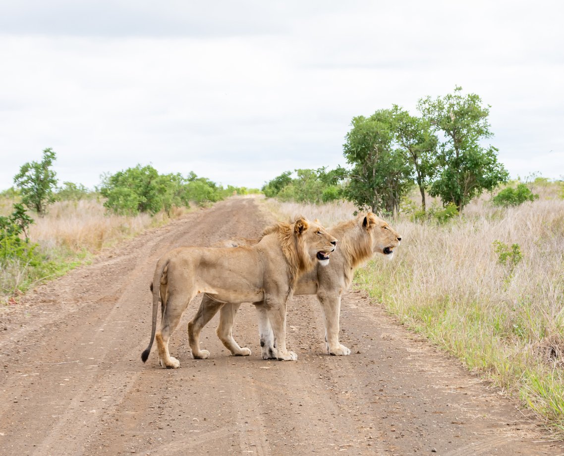 Lions