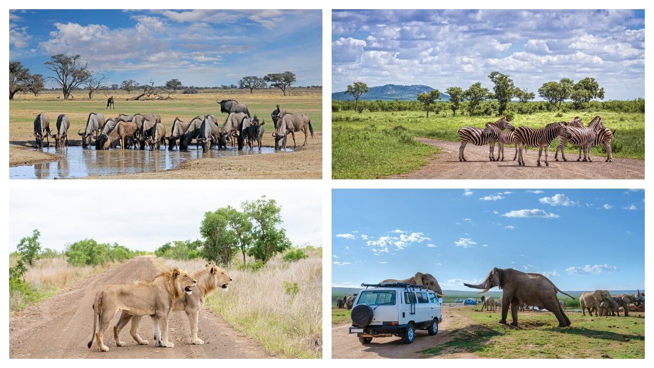 safari afrique du sud
